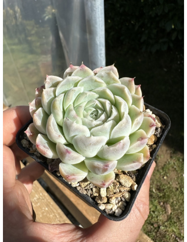 Echeveria albicans Hybride