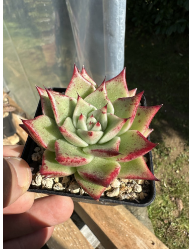 Echeveria agavoide Hybride