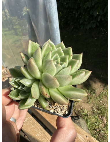 Echeveria Gilva Hybride