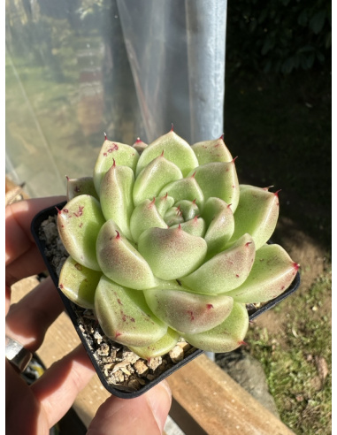 Echeveria Gilva Hybride