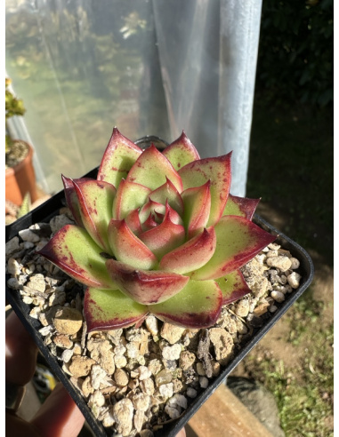 Echeveria Agavoide Hybride