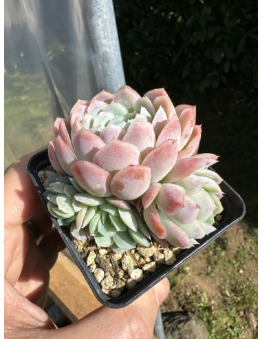 Echeveria Elegans