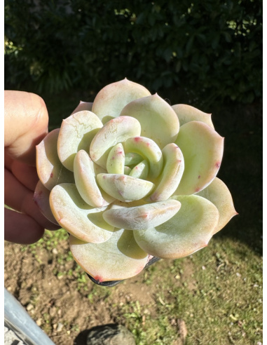 Echeveria Monroe x Hakuhou