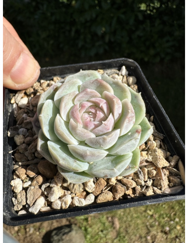 Echeveria Hyalina Hybride