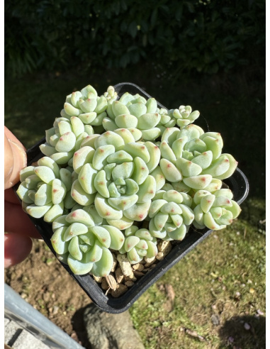 Sedum Perezdelarosae 'checo'