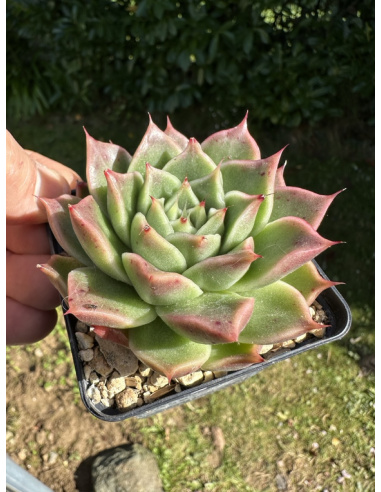 Echeveria Agavoide SP