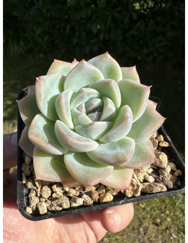 Echeveria Monroe Hyb.