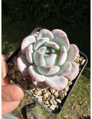 Echeveria Monroe x Laui