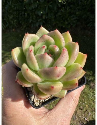 Echeveria Monroe x Romeo Rubin