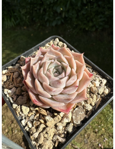 Echeveria Hyalina Hybride