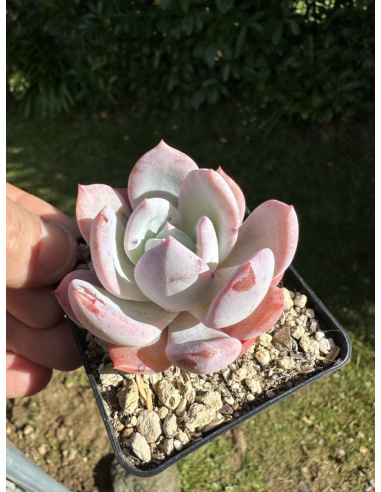 Echeveria Laui x Colorata