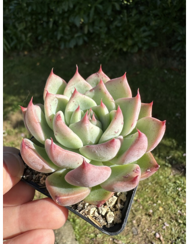 Echeveria Chihuahua hyb.