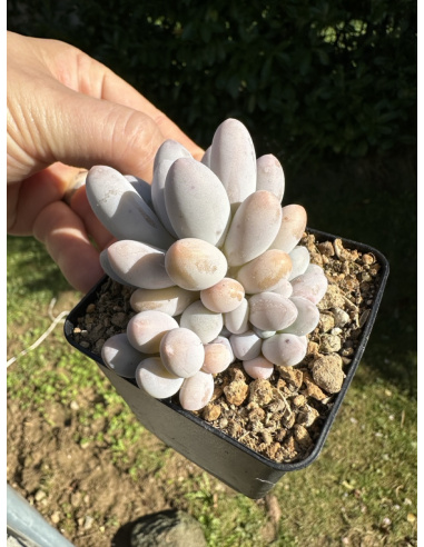 Pachyveria SP bleu