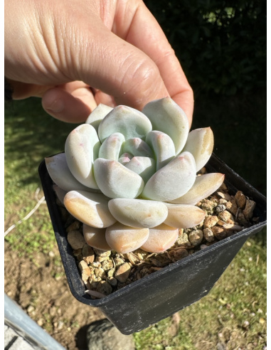 Pachyveria Elaine x Monroe