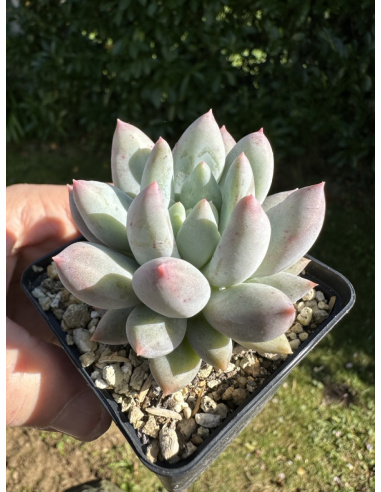 Pachyveria SP