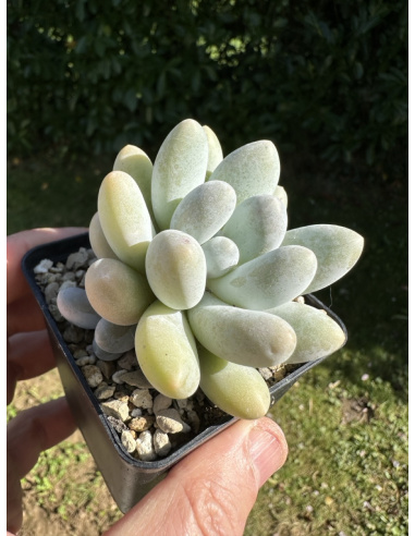 Pachyveria SP