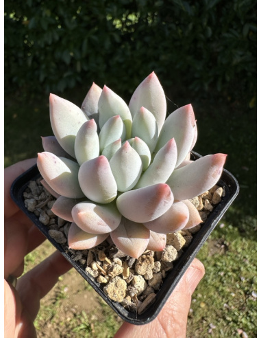 Pachyveria SP