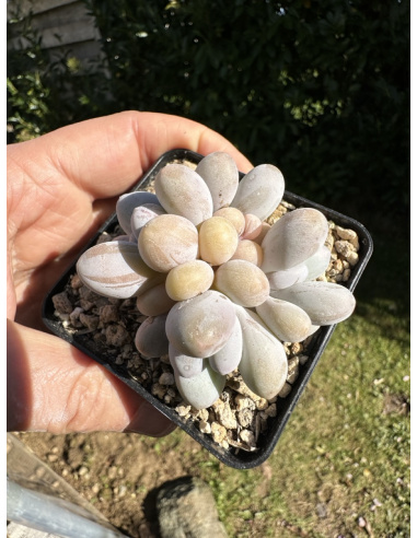 Pachyveria SP