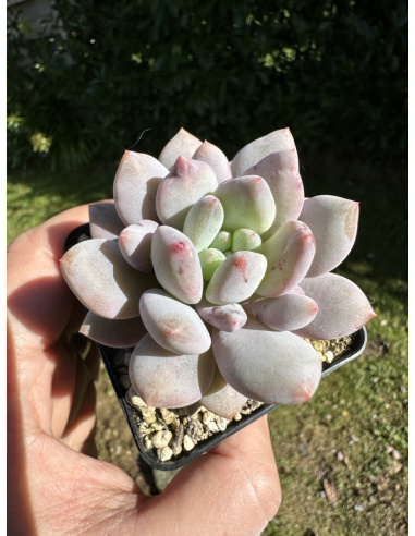 Pachyveria SP