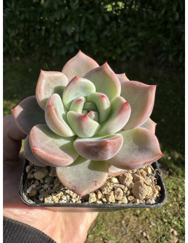 Echeveria Monroe x Rubin