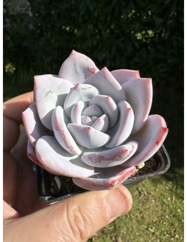 Echeveria Monroe x Laui