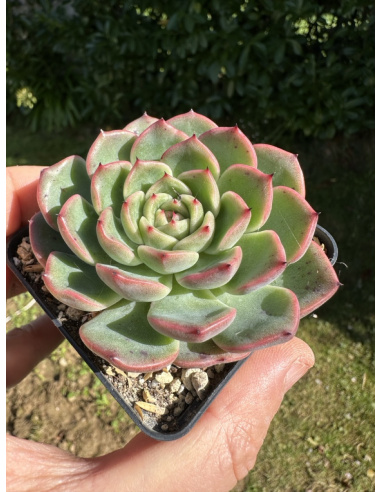 Echeveria Gilva x Laulensis