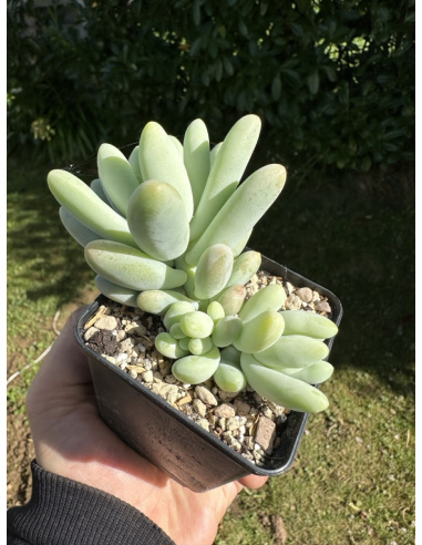 Pachyveria SP