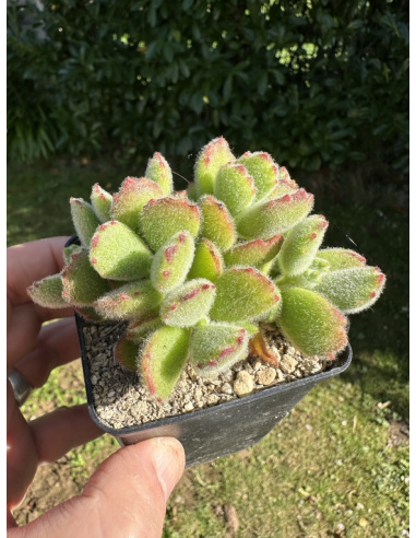 Cotyledon Tomentosa (Patte d'ours)