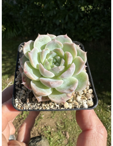 Echeveria Laui Hyb.