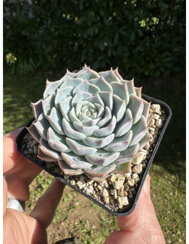 Echeveria Hyalina Hyb.