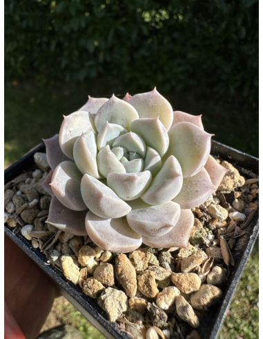 Echeveria SP.