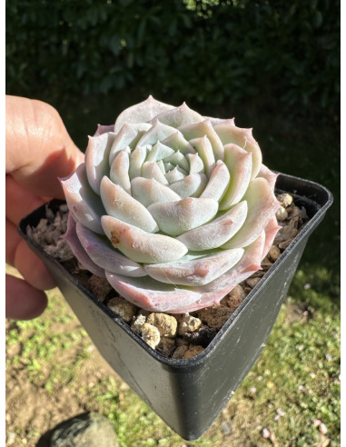 Echeveria SP.