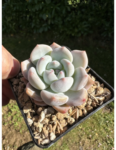 Pachyveria Elaine x Monroe