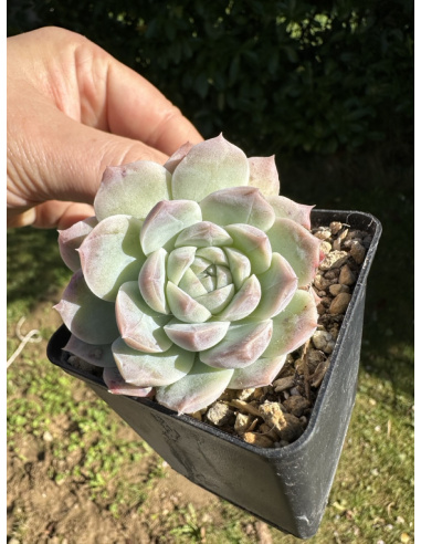 Echeveria SP.