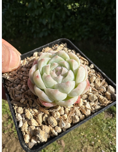 Echeveria Albicans hyb.