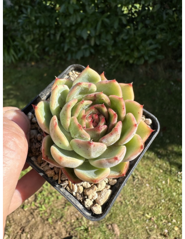 Echeveria SP (jelly heart)