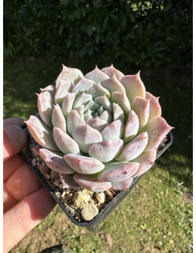 Echeveria SP