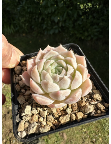 Echeveria Albicans hyb.