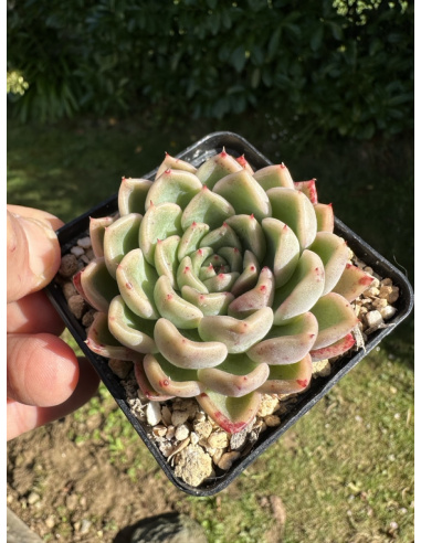 Echeveria Gilva Hyb.