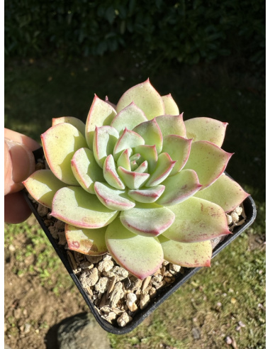 Echeveria Cinderella Hyb.