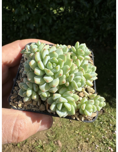 Sedum Perezdelarosae 'Checo'