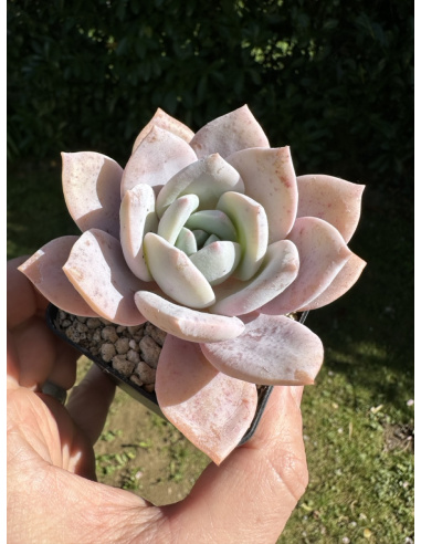 Echeveria Laui x Colorata