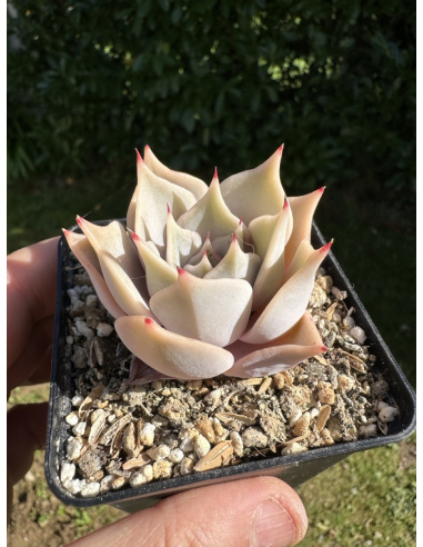 Echeveria Madiba x Rubin