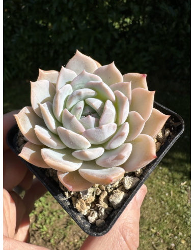 Echeveria SP