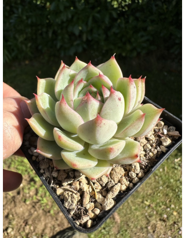 Echeveria SP