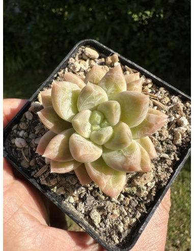 Pachyveria SP 'sélection'