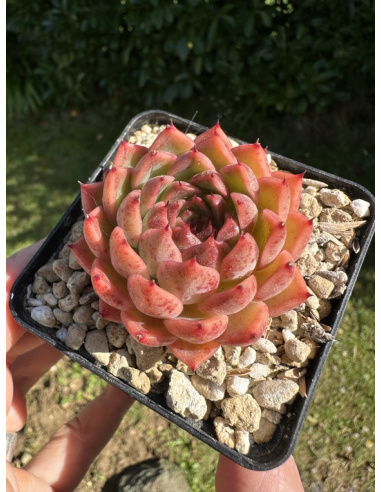 Echeveria 'red pine cone' (création Locqui)