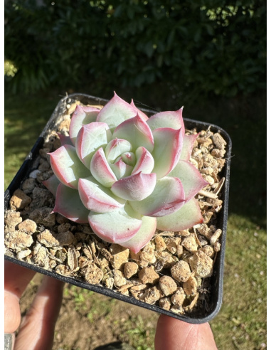 Echeveria 'Flocon Rose' (creation Locqui)