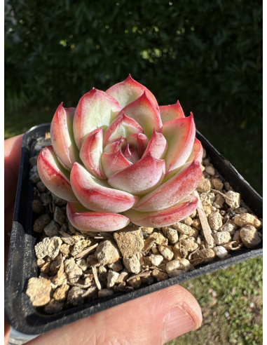 Echeveria SP 'selection'