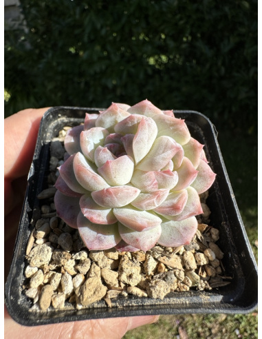 Echeveria SP 'selection'